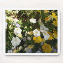 White And Yellow Pansies
