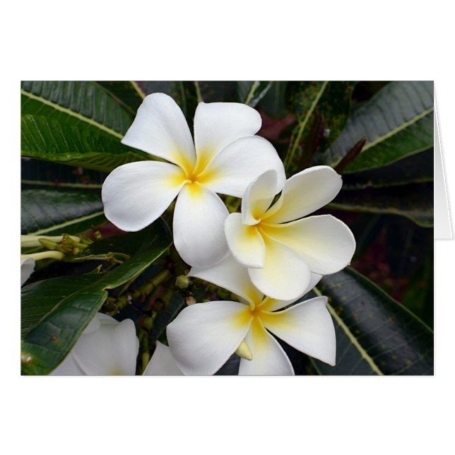 White and Yellow Plumeria Flowers (Front Horizontal)