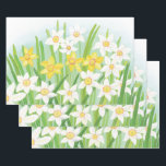 White and Yellow Spring Daffodils  Wrapping Paper Sheet<br><div class="desc">Daffodils are one of the signs of spring and one of the most reliable spring-flowering bulbs. Book illustration for children's Book 'The heralds of spring' (Written and illustrated by Julia Doria. Daffodils are a great indicator that winter is over. It represents the coming of spring. Daffodil flowers are symbols of...</div>