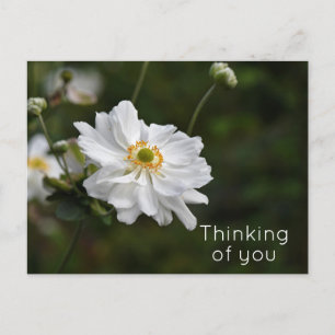 White Anemone Garden Flowers Thinking of You Postcard
