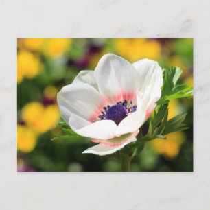 White Anemone Postcard