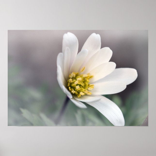 White Anemone Poster (Front)