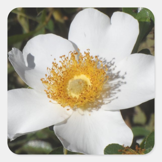 White Anemone Square Sticker (Front)