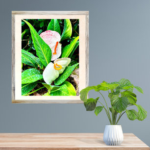 White Anthurium Flower Puerto Vallarta Photo Print