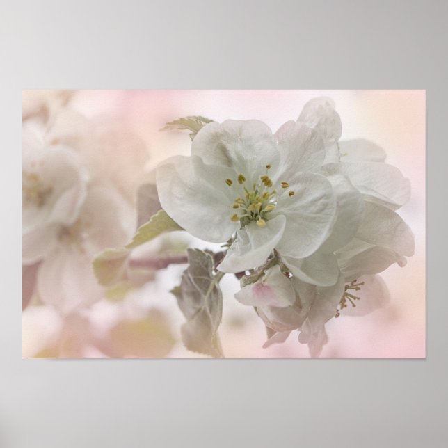 White Apple Blossom Photograph Poster (Front)