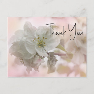 White Apple Blossom Photograph Thank You Postcard