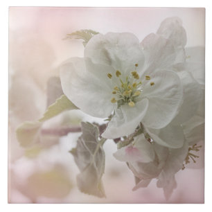White Apple Blossom Photograph Tile