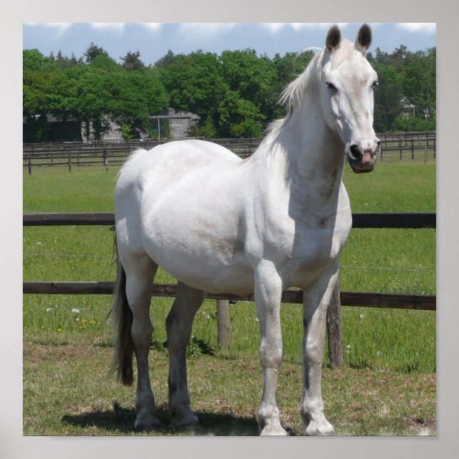 White Arab Horse Print (Front)