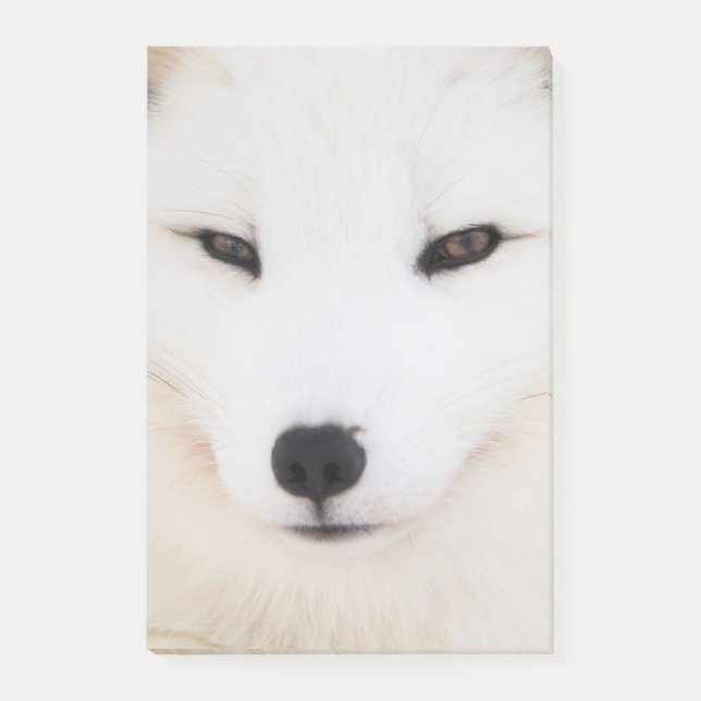 White arctic fox in snow post-it notes (Front)