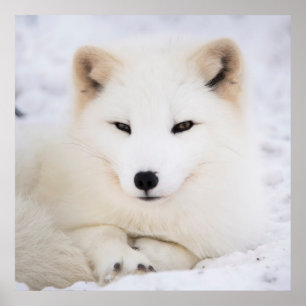 White arctic fox in snow poster