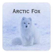 White Arctic Fox In Snow Wildlife