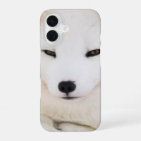White arctic fox