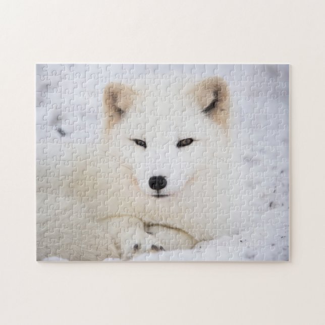 White arctic fox jigsaw puzzle (Horizontal)