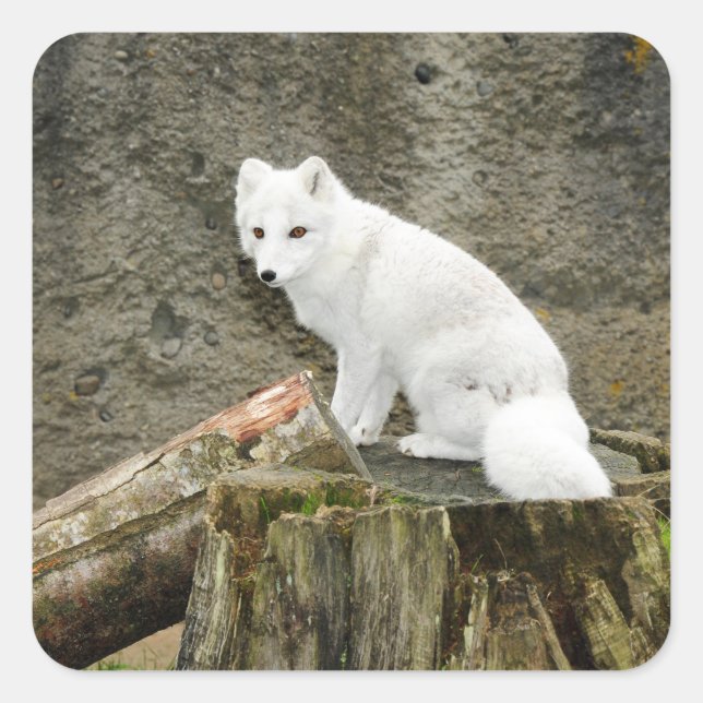 White arctic fox sticker (Front)