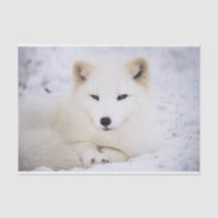 White arctic fox watching you