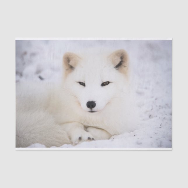White arctic fox watching you tissue paper (Front)