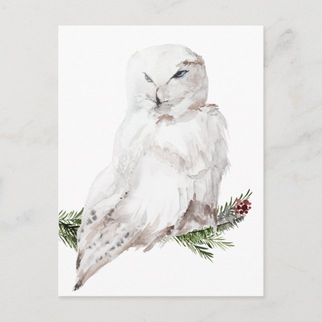 White Arctic Snowy Owl Postcard (Front)