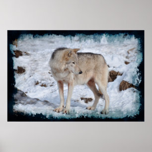 White Arctic Wolf and Winter Snow Wildlife Photo Poster