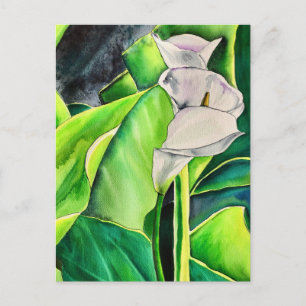 White Arum Lily watercolor tropical floral Postcard