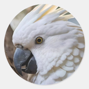 White Australian Cockatoo Parrot, Classic Round Sticker