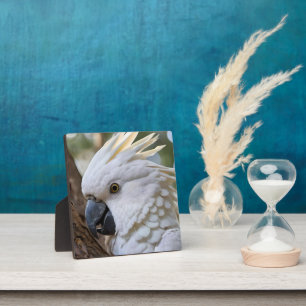 White Australian Cockatoo Parrot, Plaque