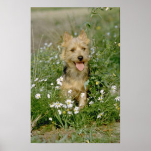 white Australian terrier flowers Poster