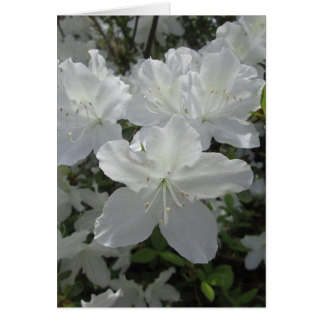 White Azalea (Front)