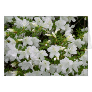 White Azalea Bush Flowers in Bloom All Occasion