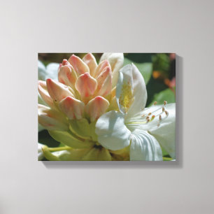 White Azalea Flower Blossom And Bud Canvas Print