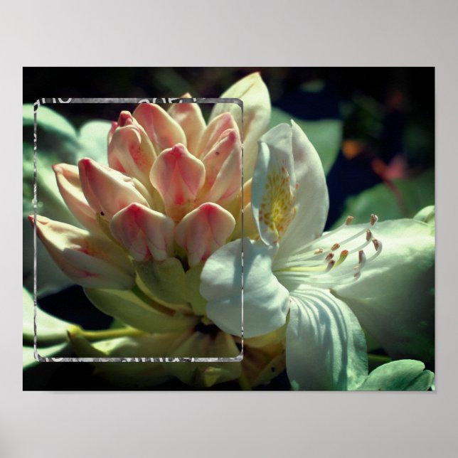 White Azalea Flower Frame Add Your Photo Poster (Front)