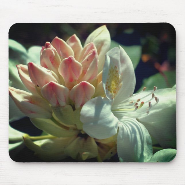 White Azalea Flower  Mouse Mat (Front)