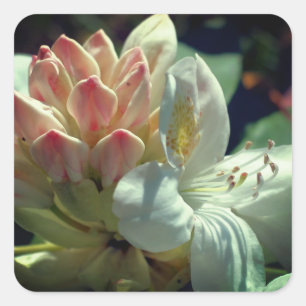 White Azalea Flower  Square Sticker