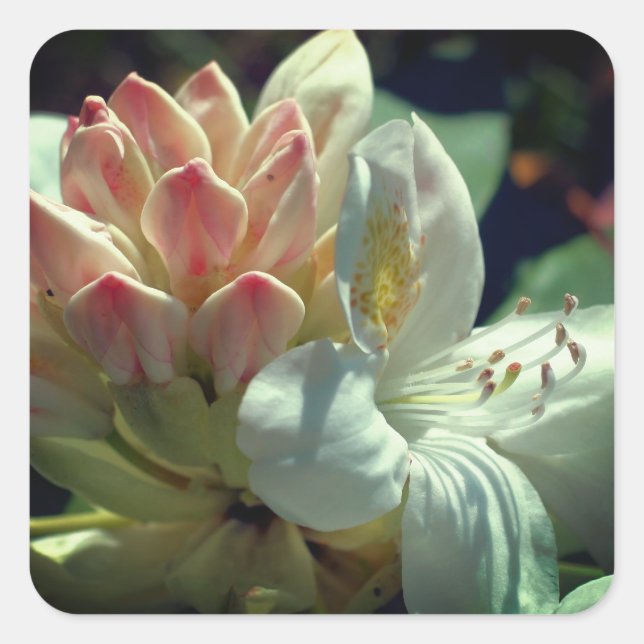 White Azalea Flower  Square Sticker (Front)