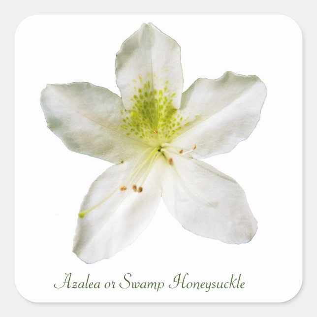 White azalea (swamp honeysuckle)  square sticker (Front)