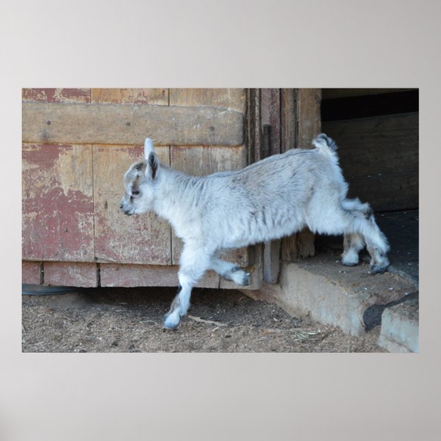 White Baby Goat Leaving The Barn Poster (Front)