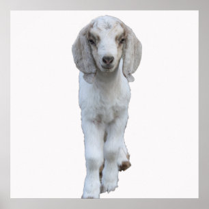 White Baby Goat Poster