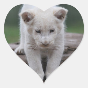 White baby lion cub heart sticker