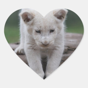 White baby lion cub heart sticker