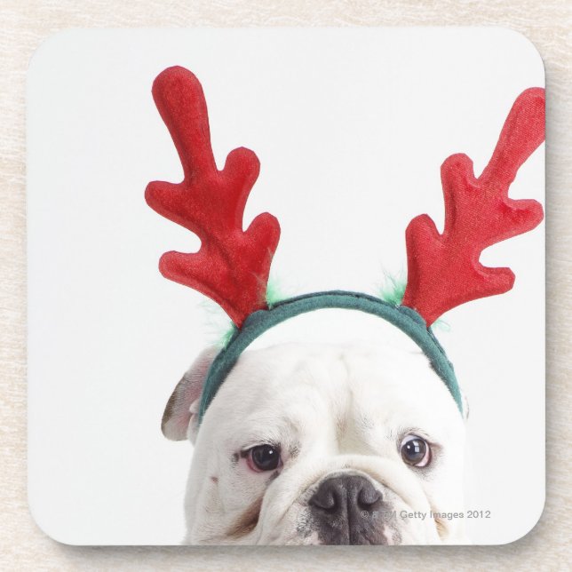white background, white male bulldog, red coaster (Front)