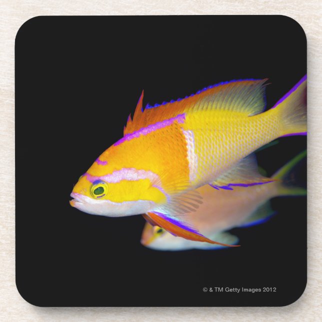 White Bar Anthias Coaster (Front)