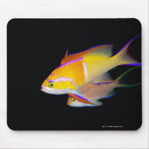 White Bar Anthias Mouse Mat
