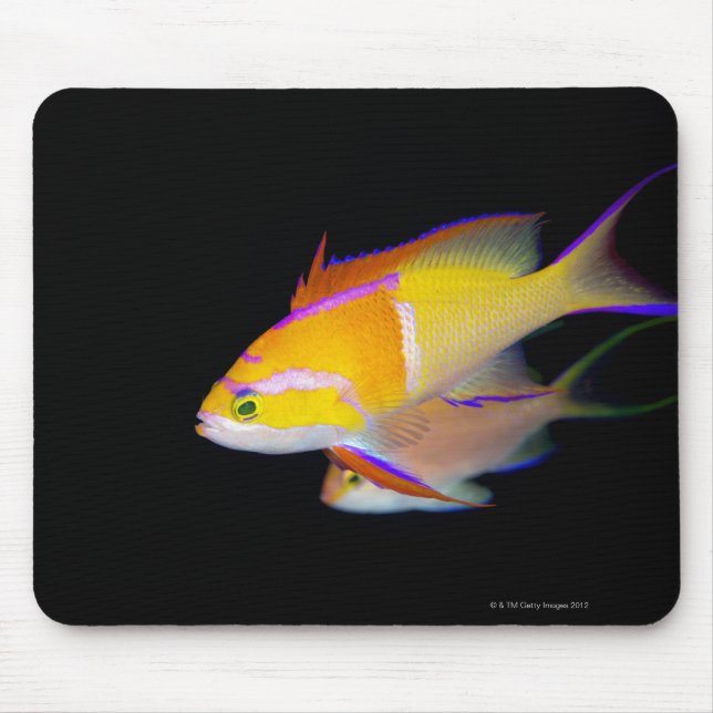 White Bar Anthias Mouse Mat (Front)