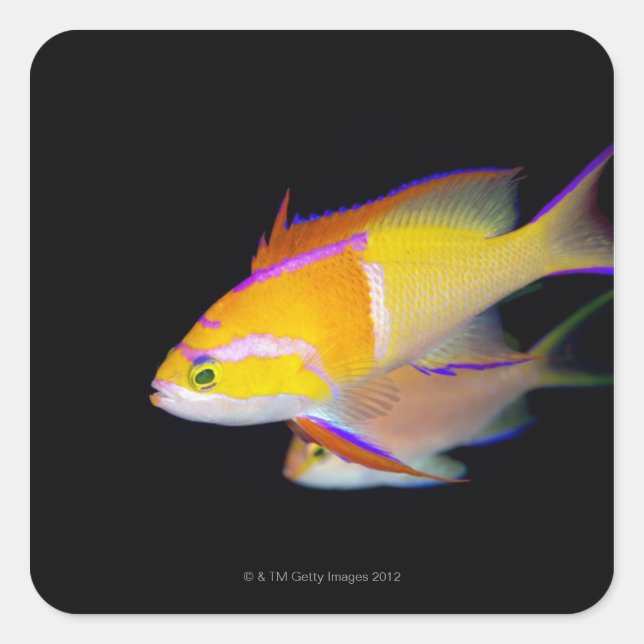 White Bar Anthias Square Sticker (Front)