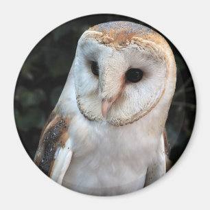 White Barn Owl Magnet