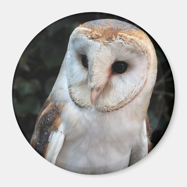 White Barn Owl Magnet (Front)