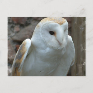 White Barn Owl  Postcard