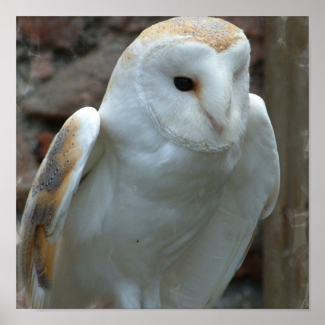 White Barn Owl Poster (Front)