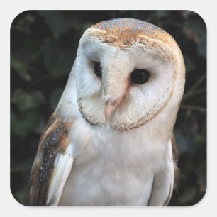 White Barn Owl Square Sticker