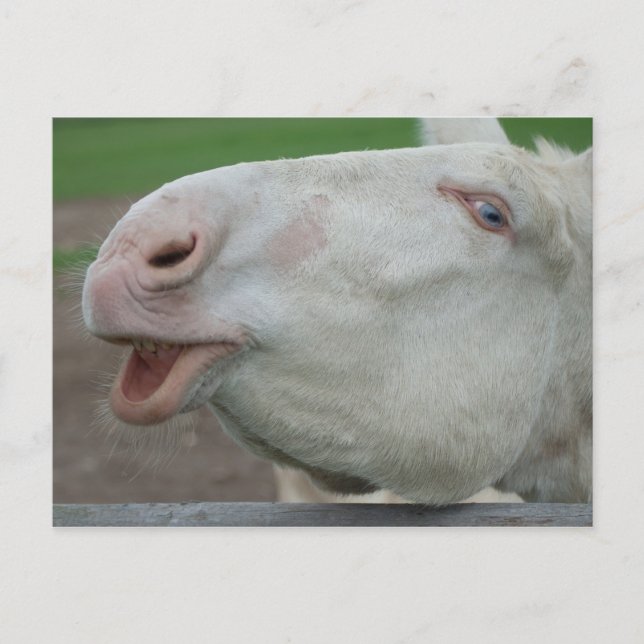 White Baroque Donkey Postcard (Front)