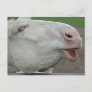 White Baroque Donkey Postcard